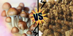 truffles vs mushrooms